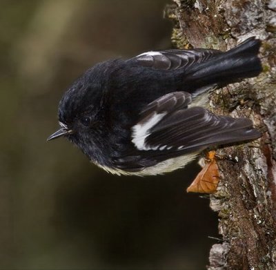 South Island Tomtit