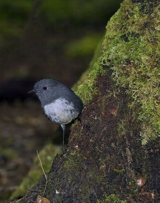 South Island Robin