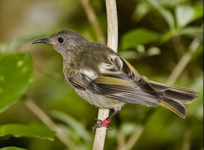 Stitchbird - Female