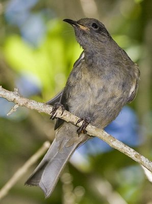 Stitchbird - Female