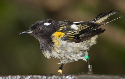 Stitchbird - Male