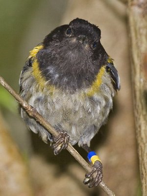 Stitchbird - Male