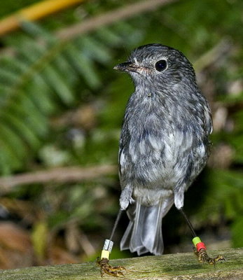 North Island Robin