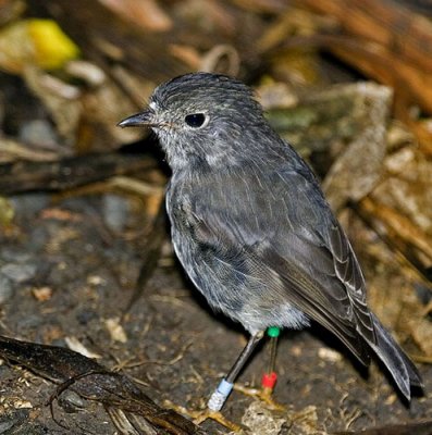 North Island Robin