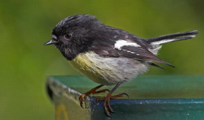 Tomtit - Male