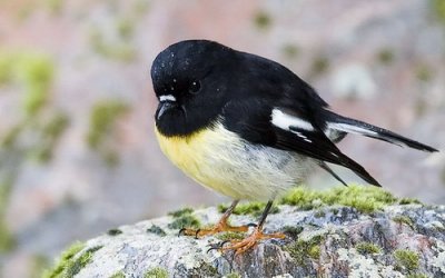 Tomtit - Male