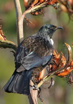 NZ Tui