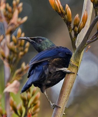 NZ Tui