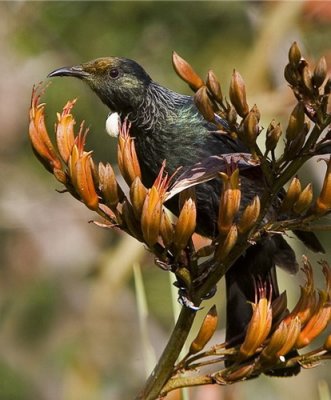 NZ Tui