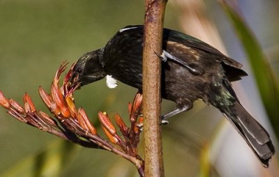 NZ Tui