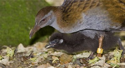 Weka & Chick