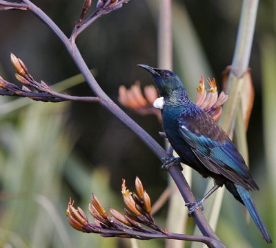 NZ Tui