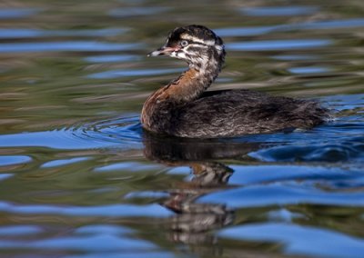 Dabchick