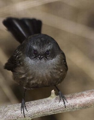 Black Fantail