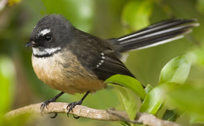 Fantail