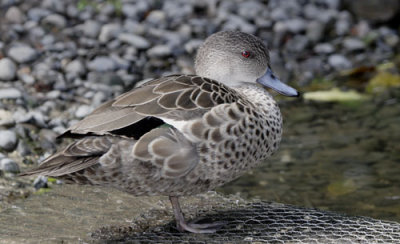 Grey Teal Duck