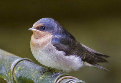 Juvenile Welcome Swallow