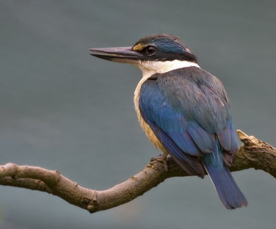 Sacred Kingfisher