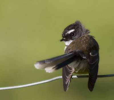 Fantail