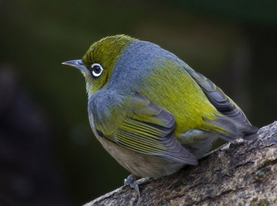 Silvereye