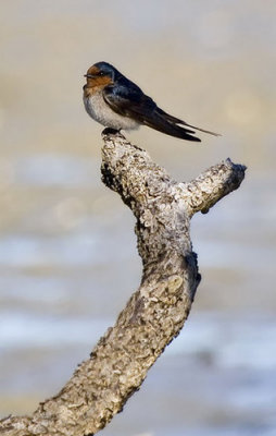 Welcome Swallow