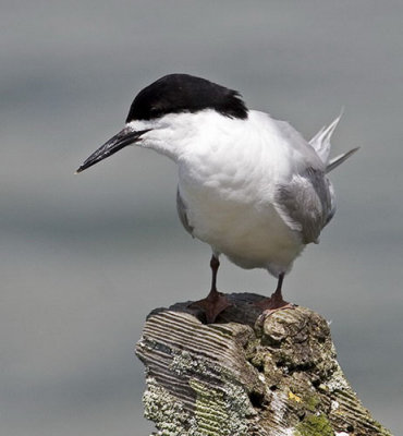 White Fronted Tern