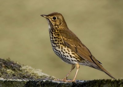 Song Thrush