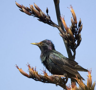 Starling