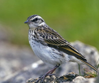 Skylark