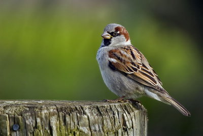 House Sparrow - Male