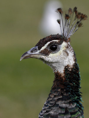 Peahen