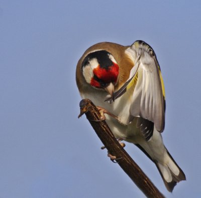 Preening Goldfinch