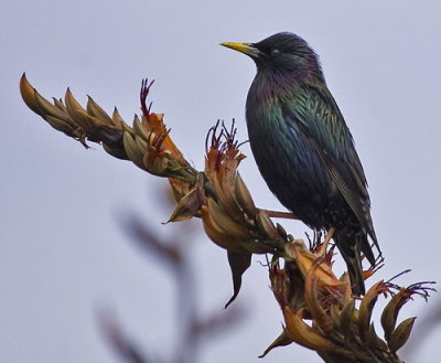 Starling Showing The Beautiful Iridescent Colours