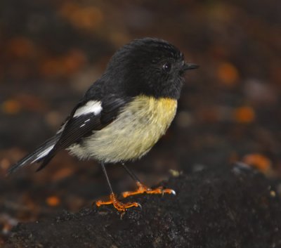 Yellow Breasted Tomtit - Male