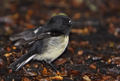 Maori Name: Miromiro, The Tomtit