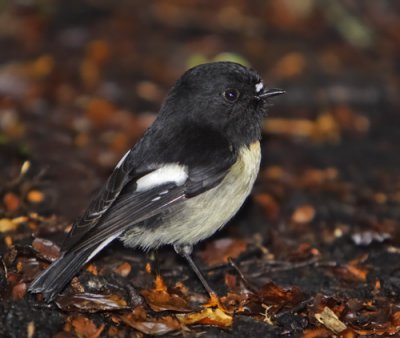 Tomtit - Male