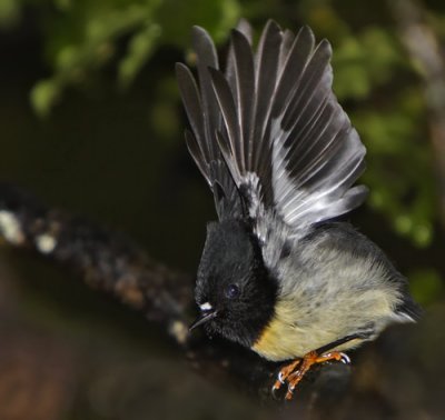 South Island Yellow Breasted Tomtit - Male