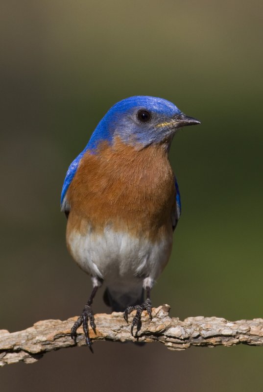 20110317_1152.jpg