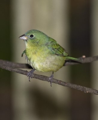 Female Painted Bunting home feeder station