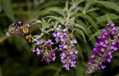 Clear Wing Moth