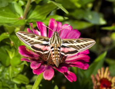 White-lined Sphinx 