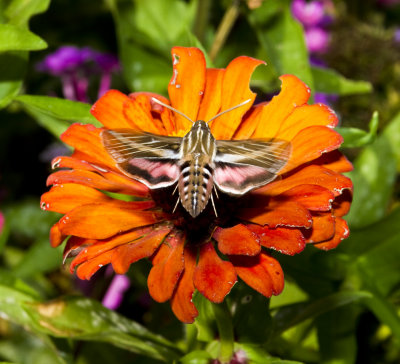 White-lined Sphinx 