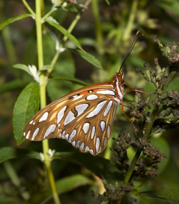 Butterflies 2011