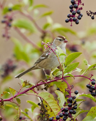 White-crowned Sparrow (first year)