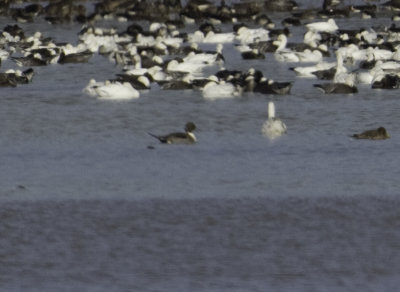 Northern Pintail with Snow and Ross's Geese. 