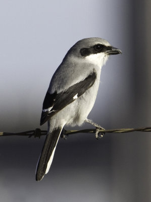 Loggerhead Shrike
I shot this photo during my participation with the annual Christmas Bird Count.