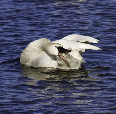 Trumpeter Swans at Magness Lake    2011 - 2012   Heber Springs, AR