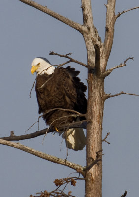 Bald Eagle at Lake Conway