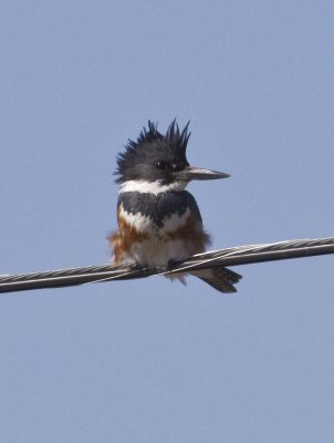 Belted Kingfishers at Lake Conway