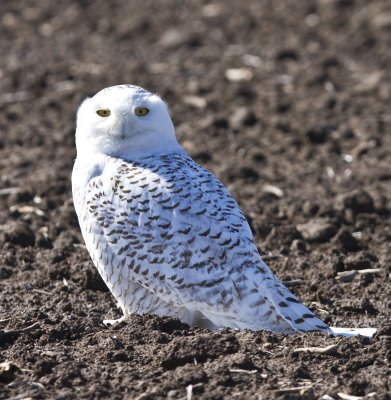 Snowy Owl in Missouri 2012